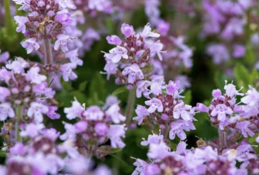 Mateřídouška úzkolistá 'Shepards' - Thymus serpyllum 'Shepards'