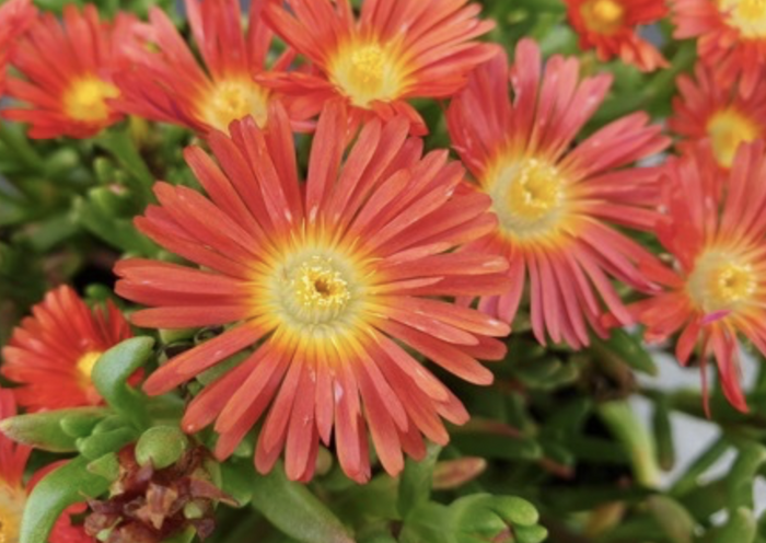 Kosmatec 'Wheels of Wonder Hot Orange' - Delosperma hybrida 'Wheels of Wonder Hot Orange'