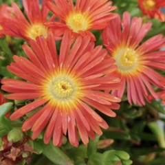 Kosmatec 'Wheels of Wonder Hot Orange' - Delosperma hybrida 'Wheels of Wonder Hot Orange'