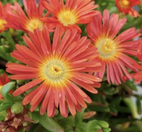 Kosmatec 'Wheels of Wonder Hot Orange' - Delosperma hybrida 'Wheels of Wonder Hot Orange'