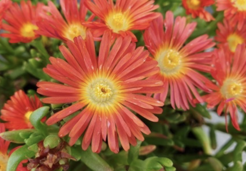 Kosmatec 'Wheels of Wonder Hot Orange' - Delosperma hybrida 'Wheels of Wonder Hot Orange'