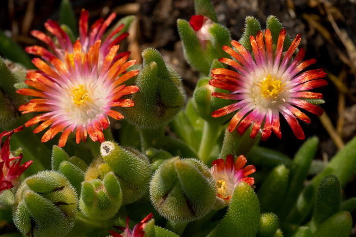 Kosmatec 'Wheels of Wonder Hot Red' - Delosperma hybrida 'Wheels of Wonder Hot Red'