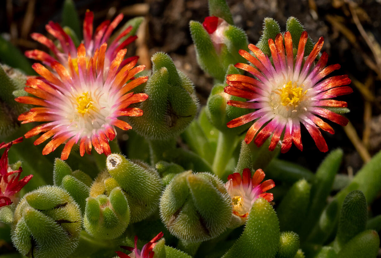Kosmatec 'Wheels of Wonder Hot Red' - Delosperma hybrida 'Wheels of Wonder Hot Red'