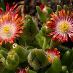 Kosmatec 'Wheels of Wonder Hot Red' - Delosperma hybrida 'Wheels of Wonder Hot Red'