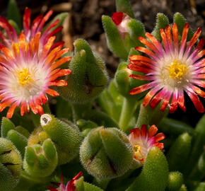 Kosmatec 'Wheels of Wonder Hot Red' - Delosperma hybrida 'Wheels of Wonder Hot Red'