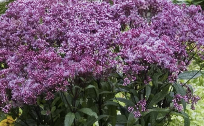 Sadec skvrnitý 'Little-Pye' - Eupatorium maculatum 'Little-Pye'