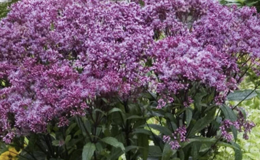 Sadec skvrnitý 'Little-Pye' - Eupatorium maculatum 'Little-Pye'