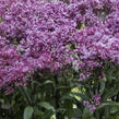 Sadec skvrnitý 'Little-Pye' - Eupatorium maculatum 'Little-Pye'