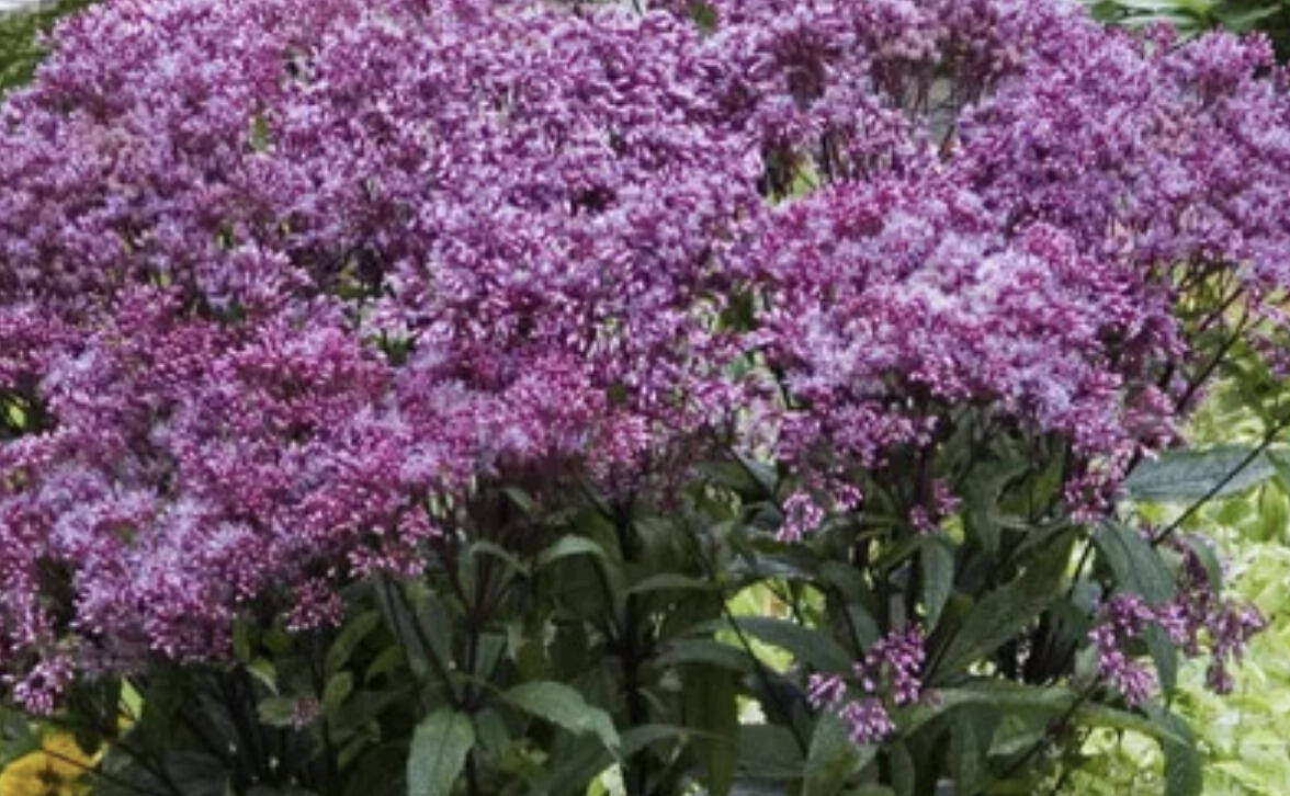 Sadec skvrnitý 'Little-Pye' - Eupatorium maculatum 'Little-Pye'