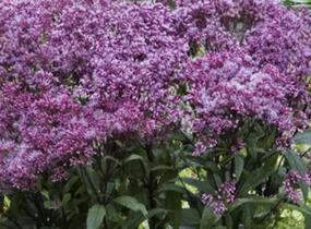 Sadec skvrnitý 'Little-Pye' - Eupatorium maculatum 'Little-Pye'