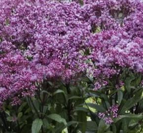 Sadec skvrnitý 'Little-Pye' - Eupatorium maculatum 'Little-Pye'