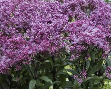 Sadec skvrnitý 'Little-Pye'