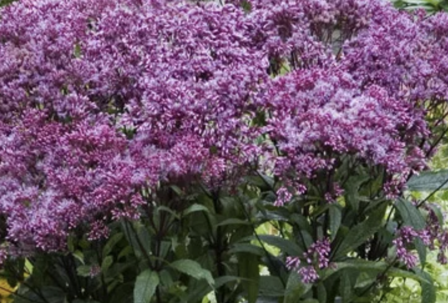 Sadec skvrnitý 'Little-Pye' - Eupatorium maculatum 'Little-Pye'