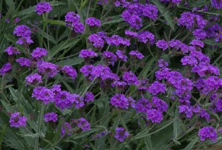 Sporýš tuhý 'Santos' - Verbena rigida 'Santos'