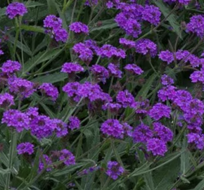 Verbena, sporýš tuhý 'Santos' - Verbena rigida 'Santos'