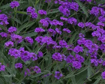 Sporýš tuhý 'Santos'