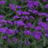 verbena-sporys-tuhy-santos.png