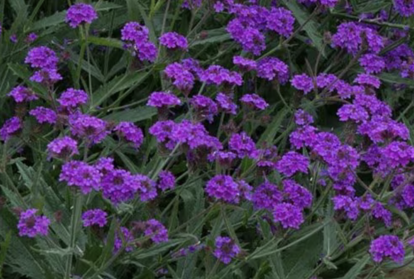 Sporýš tuhý 'Santos' - Verbena rigida 'Santos'