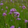 Verbena, sporýš argentinský 'Vanity' - Verbena bonariensis 'Vanity'