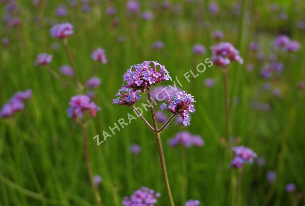 Sporýš argentinský 'Vanity' - Verbena bonariensis 'Vanity'