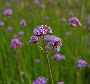 Verbena, sporýš argentinský 'Vanity' - Verbena bonariensis 'Vanity'