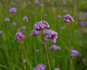 Sporýš argentinský 'Vanity'