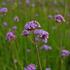 verbena-sporys-argentinsky-vanity.jpg
