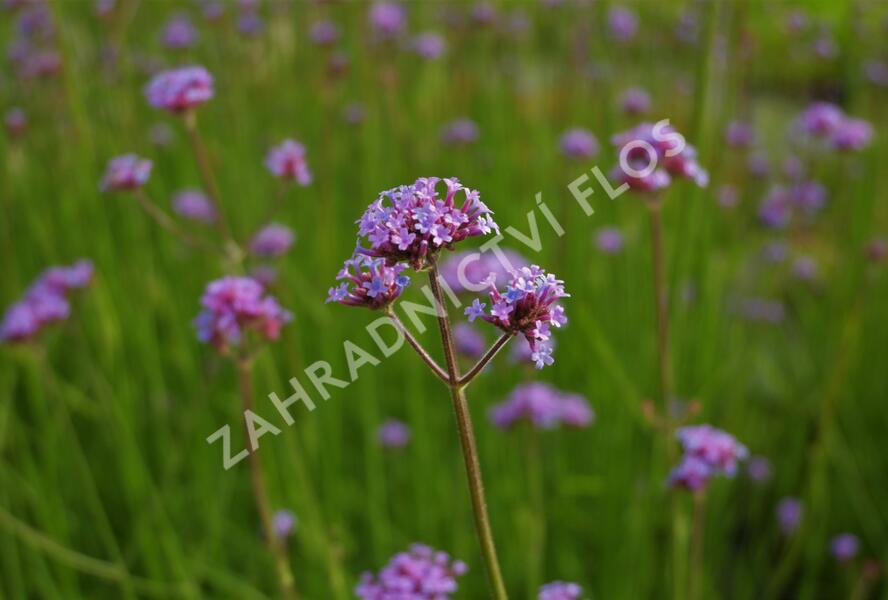 Sporýš argentinský 'Vanity' - Verbena bonariensis 'Vanity'