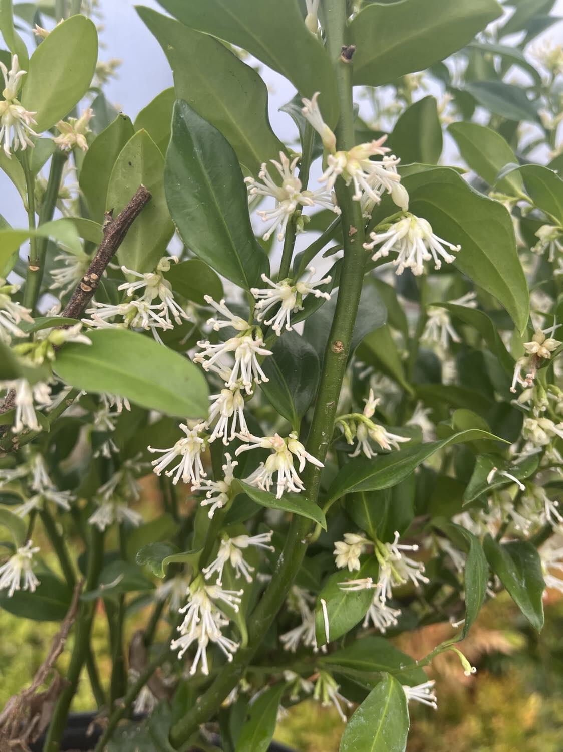 Sarcococca confusa