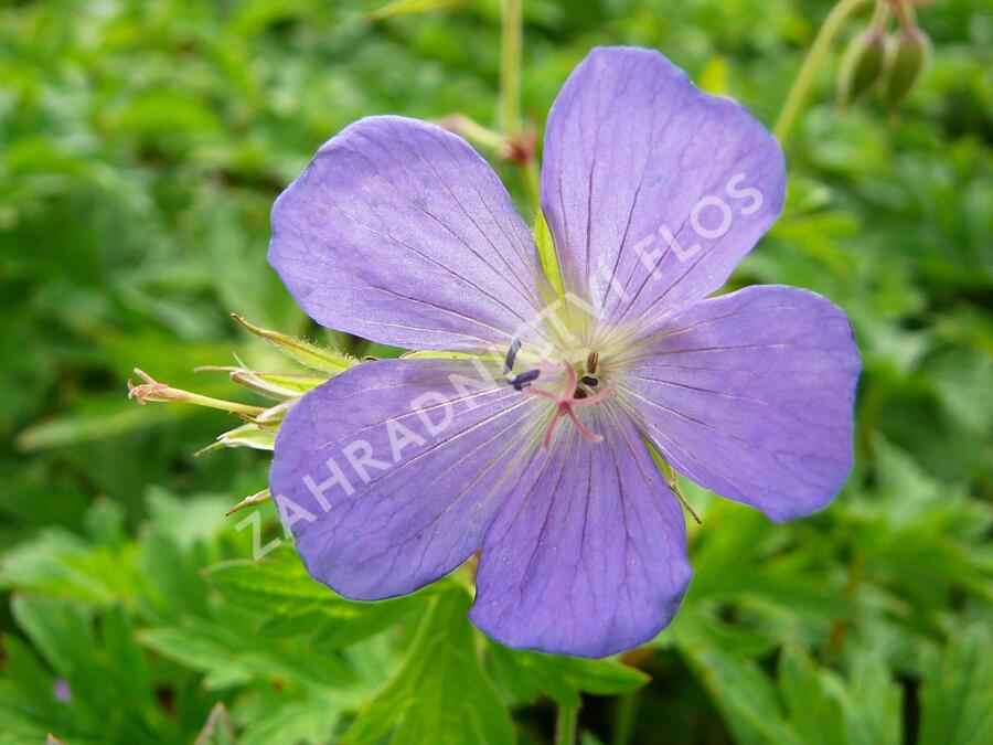 Trvalkový záhon do polostínu Barevná nezávislost - Barevná nezávislost