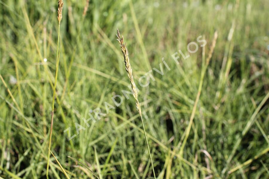 Trvalkový záhon do polostínu Barevná nezávislost - Barevná nezávislost