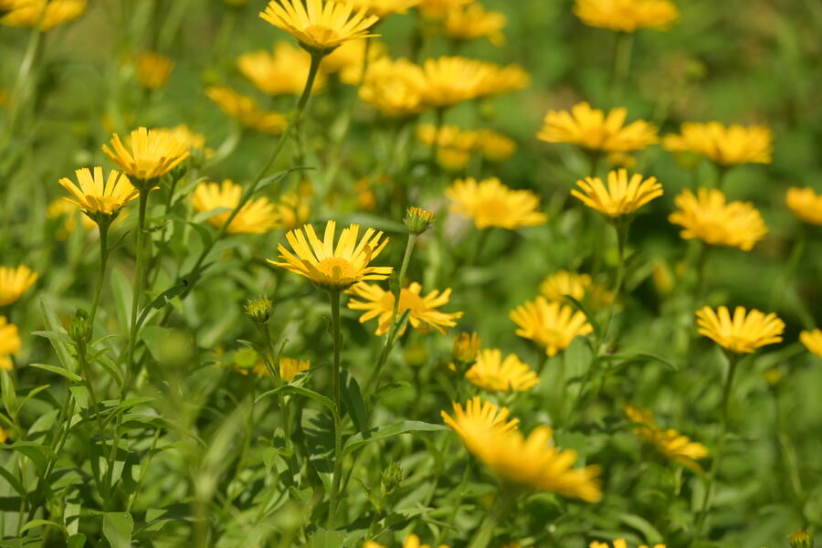Trvalkový záhon na slunce Domácí kvítí - Domácí kvítí