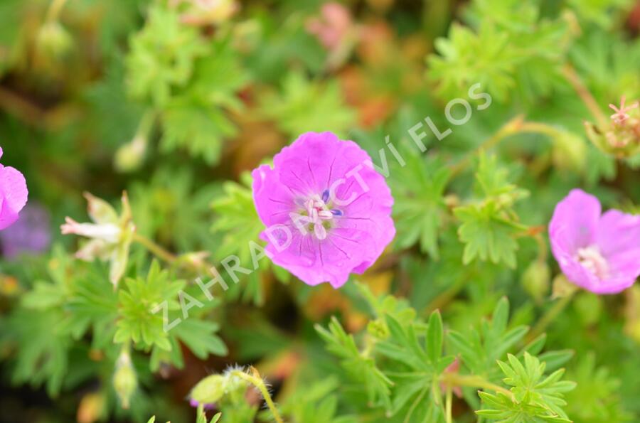 Trvalkový záhon na slunce Domácí kvítí - Domácí kvítí