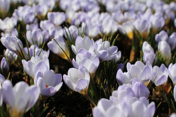 Crocus chrysanthus 'Blue Pearl'_02