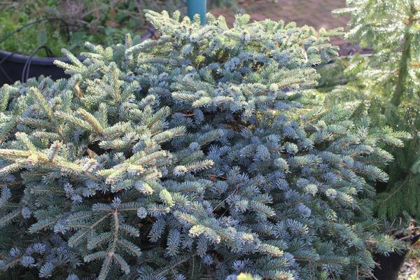 Picea mariorika 'Machala'