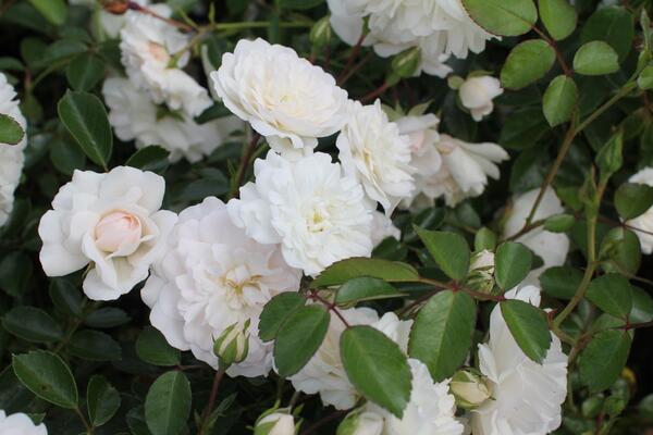 Rosa PK 'Sea Foam'_02