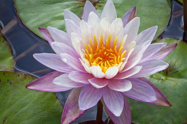 nymphea flower 