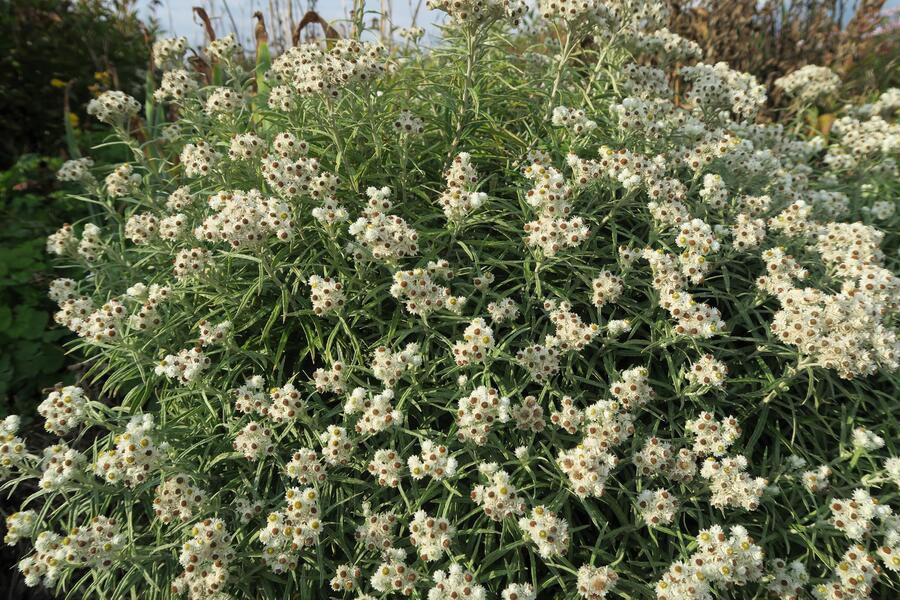 Trvalkový záhon na slunce Slunná stráň - Slunná stráň