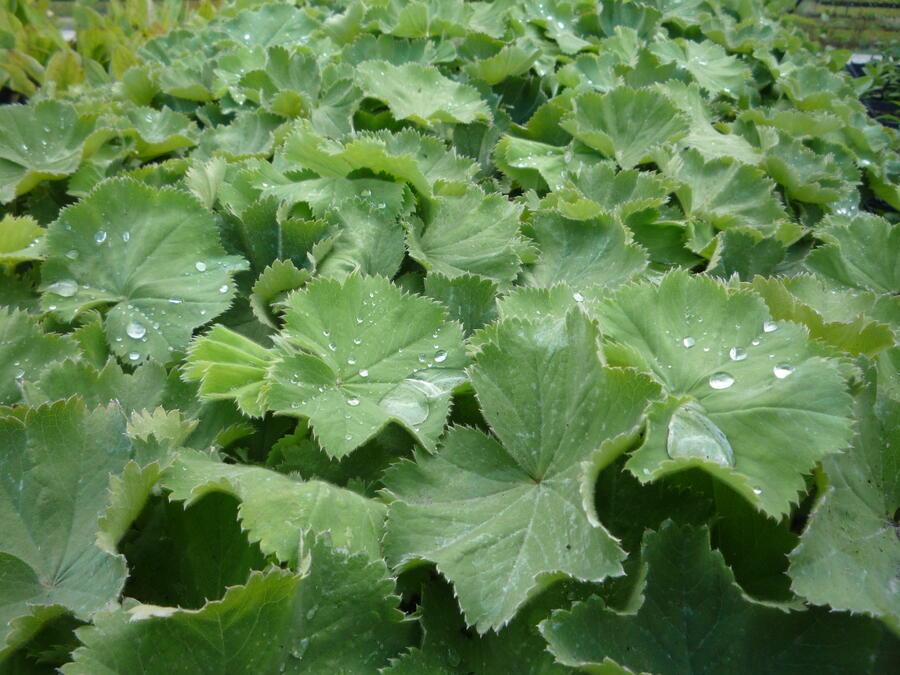 Trvalkový záhon na slunce Slunná stráň - Slunná stráň