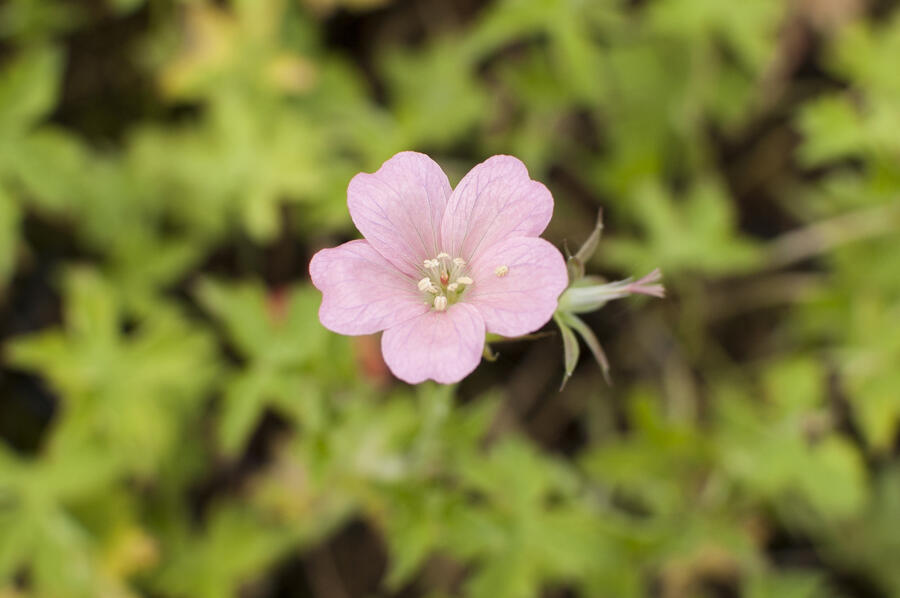 Trvalkový záhon na slunce Slunná stráň - Slunná stráň