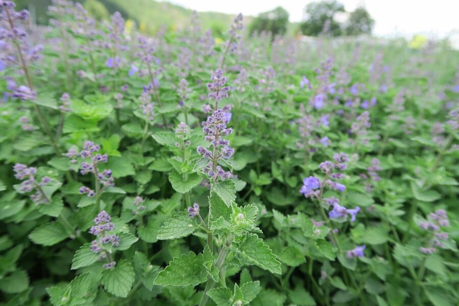 Trvalkový záhon na slunce Slunná stráň - Slunná stráň