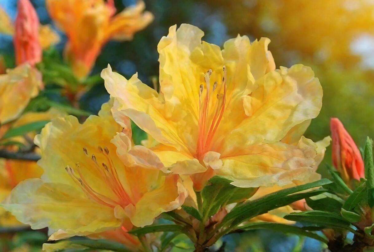 Azalka 'Golden Lights' - Azalea (KH) 'Golden Lights'