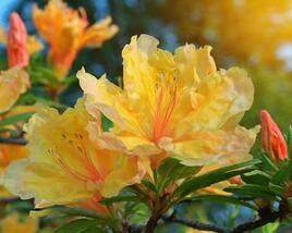 Azalka 'Golden Lights'