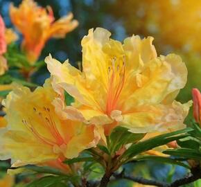 Azalka 'Golden Lights' - Azalea (KH) 'Golden Lights'