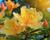 Azalka 'Golden Lights'