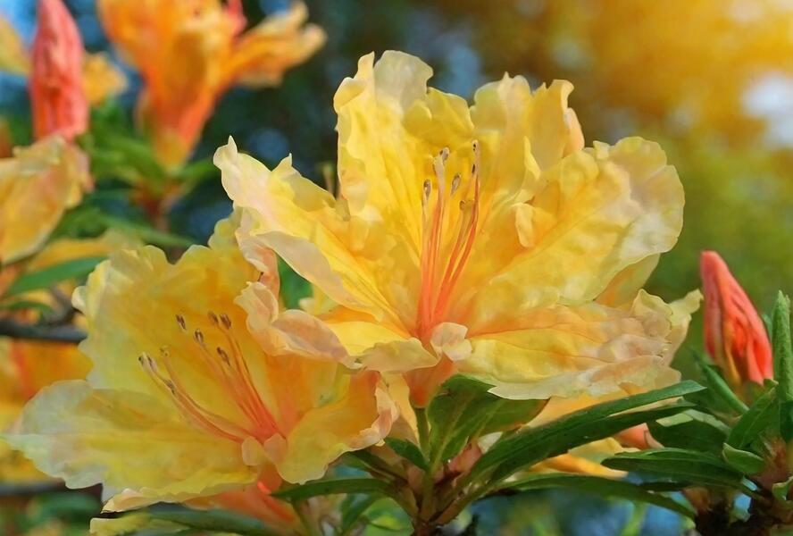 Azalka 'Golden Lights' - Azalea (KH) 'Golden Lights'
