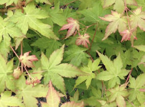 Javor dlanitolistý 'Bi-hoo' - Acer palmatum 'Bi-hoo'