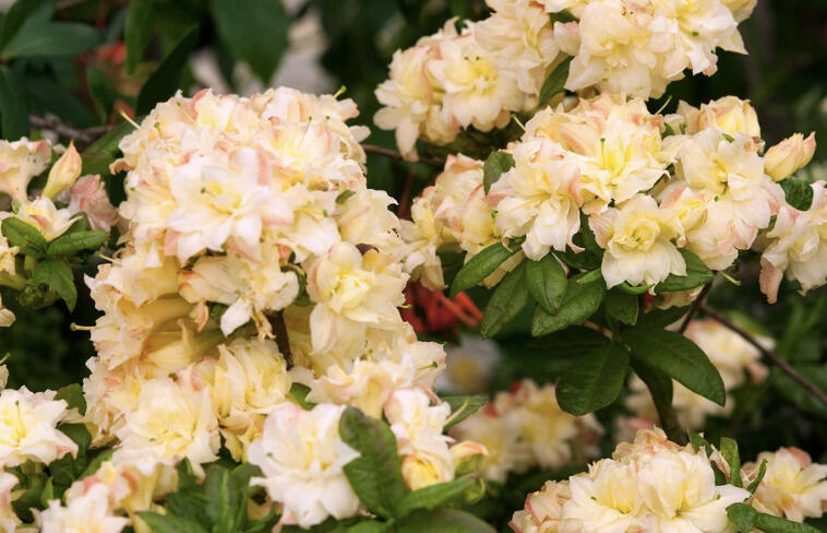 Azalka 'Cannon's Double' - Azalea (KH) 'Cannon's Double'