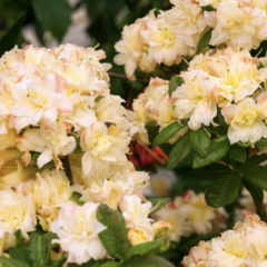 Azalka 'Cannon's Double' - Azalea (KH) 'Cannon's Double'