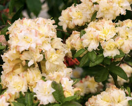 Azalka 'Cannon's Double'